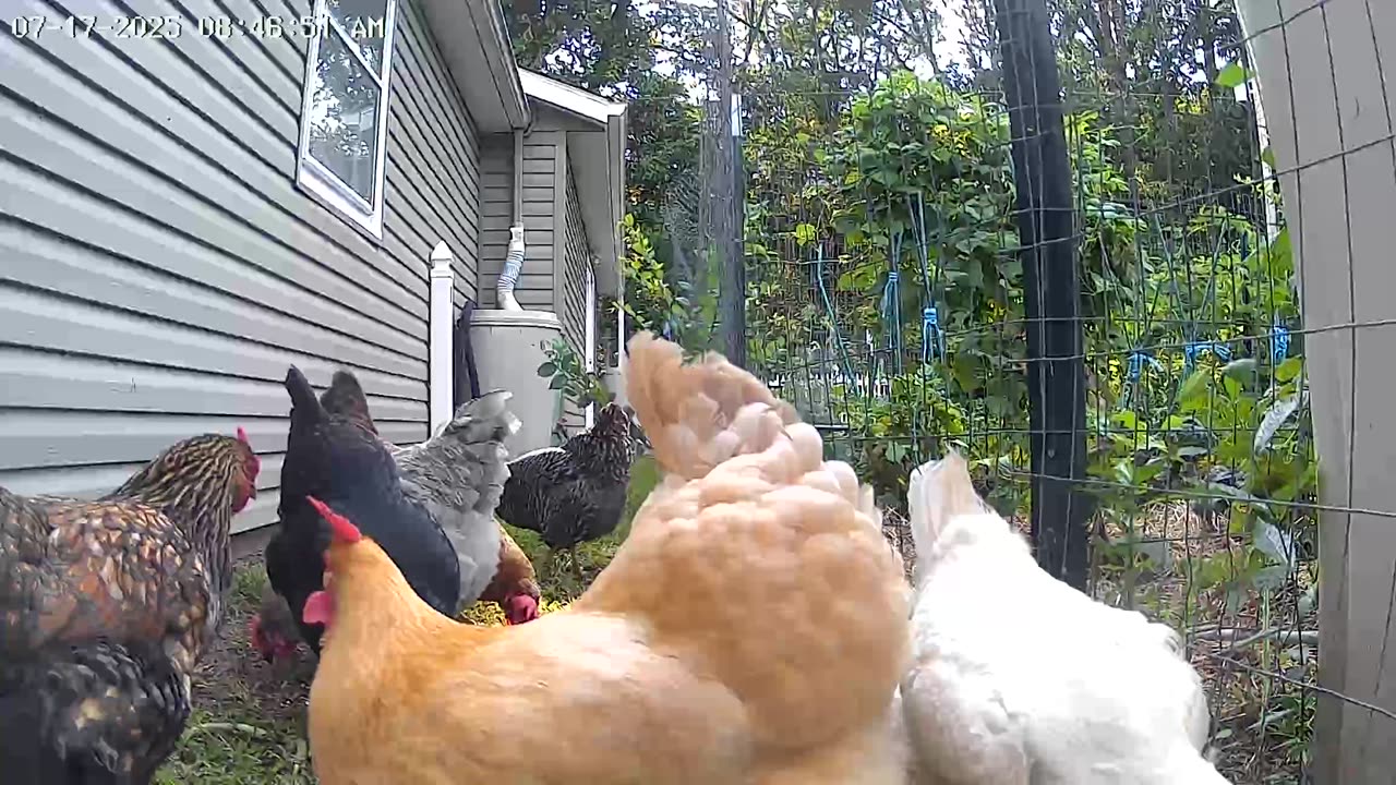 Fluffy Butts!