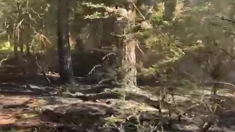 Zjarri përfshin parkun e Llogorasë, në rrezik pylli i pishave! Dyshohet i qëllimshëm