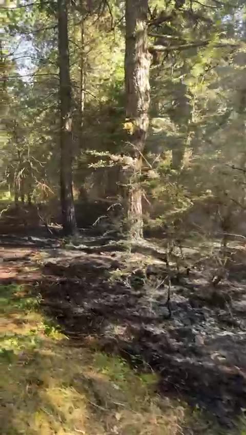 Zjarri përfshin parkun e Llogorasë, në rrezik pylli i pishave! Dyshohet i qëllimshëm