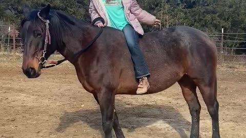 Border Collie Jumps To Ride Horse Bareback