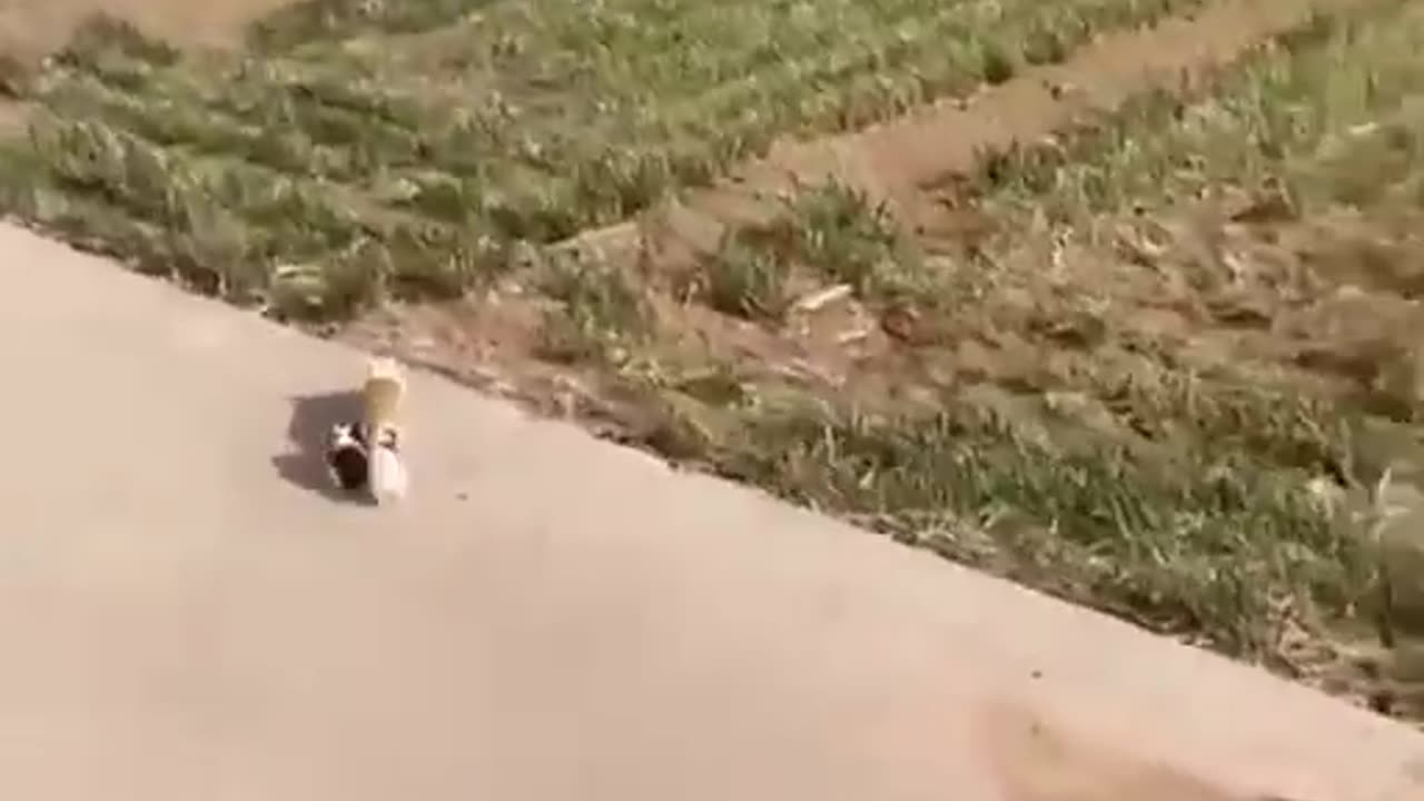 Guinea pig team! 😍