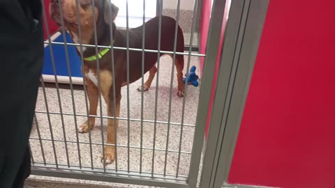 Creed 1y A850251 kennel 32 pod 2 PACC shelter20250625_492