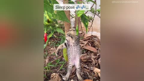 🎉 Funniest Cats & Dogs of 2025