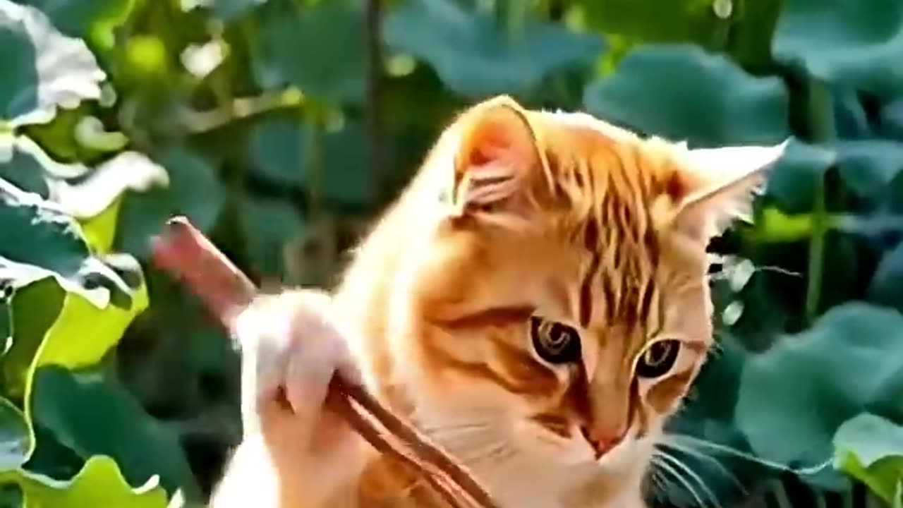 Funny Cat