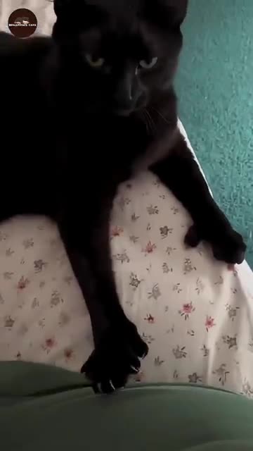 cats being cats 🤣#funnycats #catvideos #youtubeshorts #ytshorts #shortvideo #shortsfeed