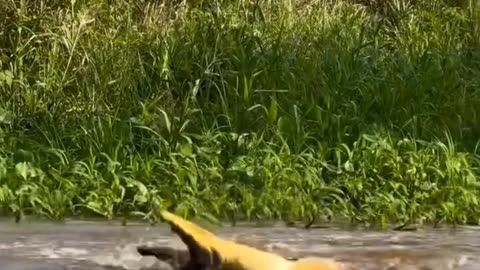 Jaguar Dives from Tree to Attack Caiman 🐆💥 Epic River Battle FAIL!