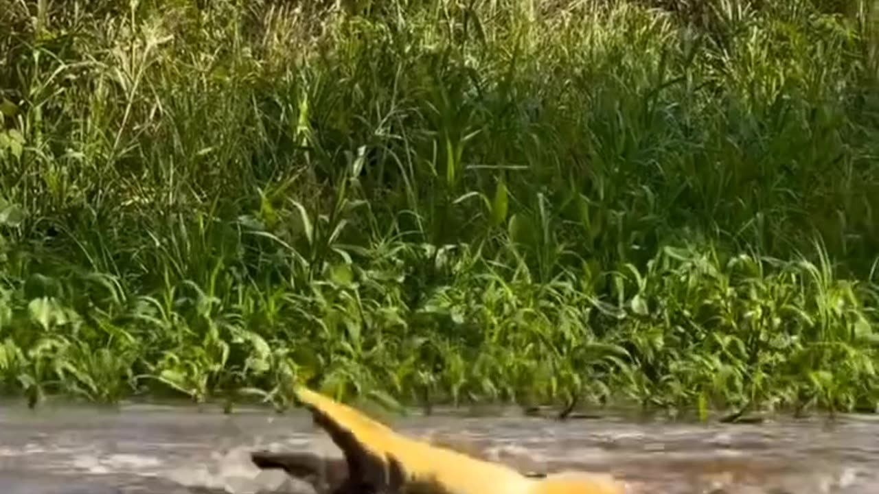 Jaguar Dives from Tree to Attack Caiman 🐆💥 Epic River Battle FAIL!