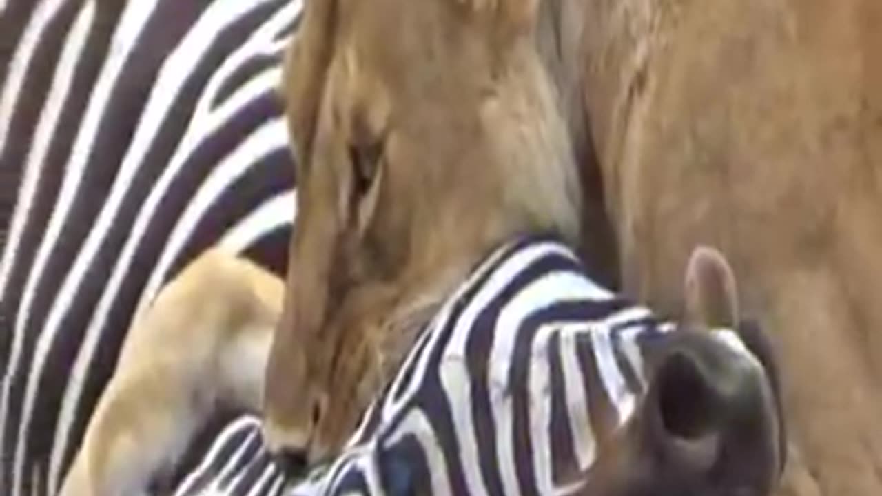 Lioness Hunting A Zebra