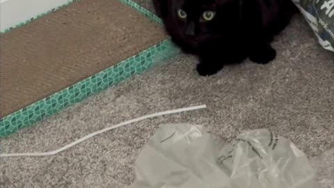 Precious Piper Shows Her Feelings For the Messy Office - Adopting a Cat from a Shelter Vlog #shorts