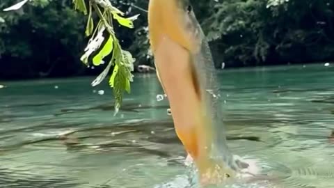 Beautiful amazing Fish🐠🐋🐟
