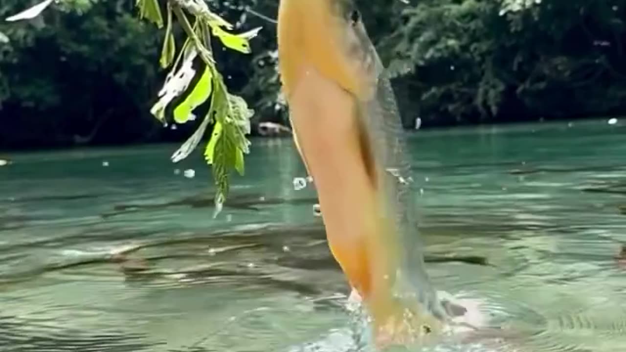 Beautiful amazing Fish🐠🐋🐟