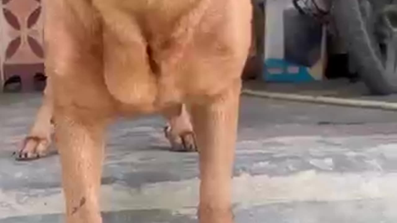 “The Funniest Dog on the Internet! 😂 You Won’t Believe What He Does Next!”