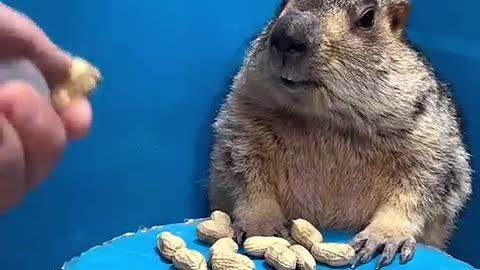 Hamster takes a nut