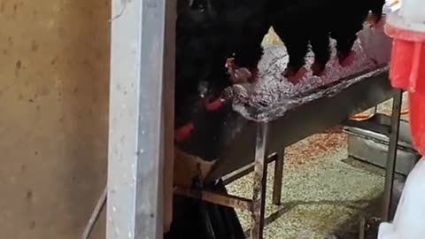 slaughterhouse