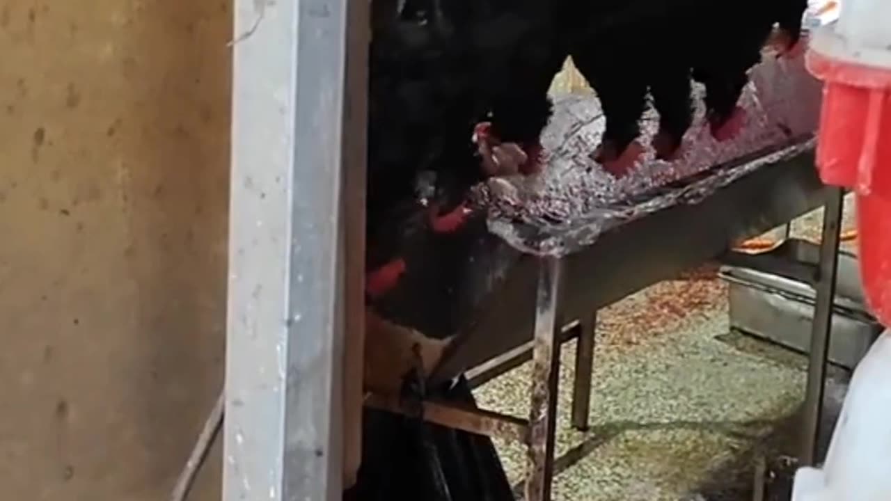 slaughterhouse