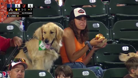 🤣🌭 Dog Goes Full Snack Mode at Bark at the Park Night! | FunFM