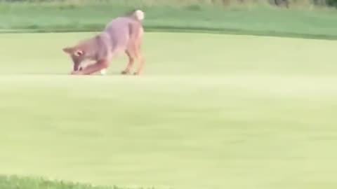 😂🦌 This Golf Course Hazard is Unreal! | FunFM