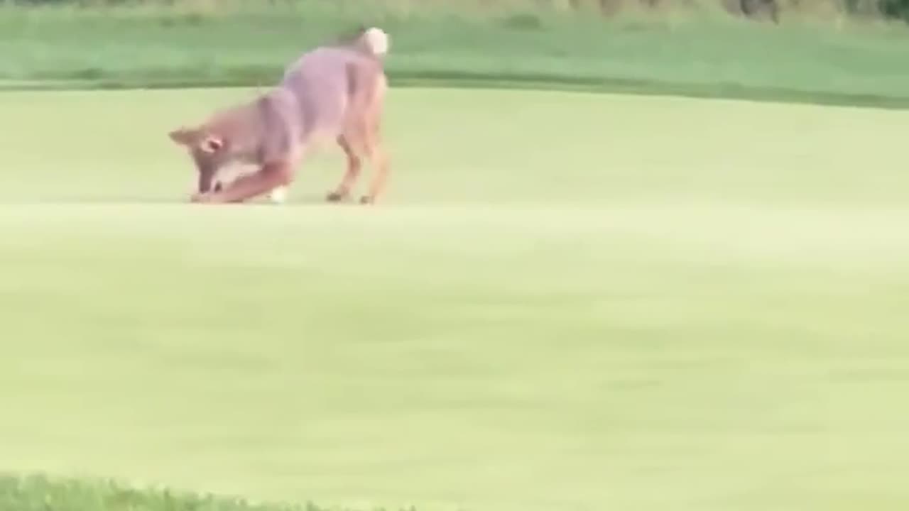 😂🦌 This Golf Course Hazard is Unreal! | FunFM