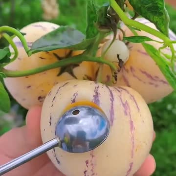 Enjoy Beautiful Nature Fruit Farm's