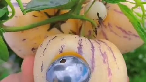 Enjoy Beautiful Nature Fruit Farm's