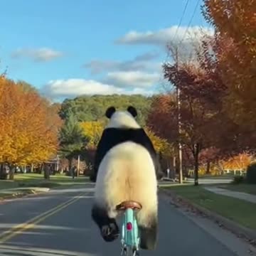 A Panda Just Took Over My Morning Commute 🐼🚲