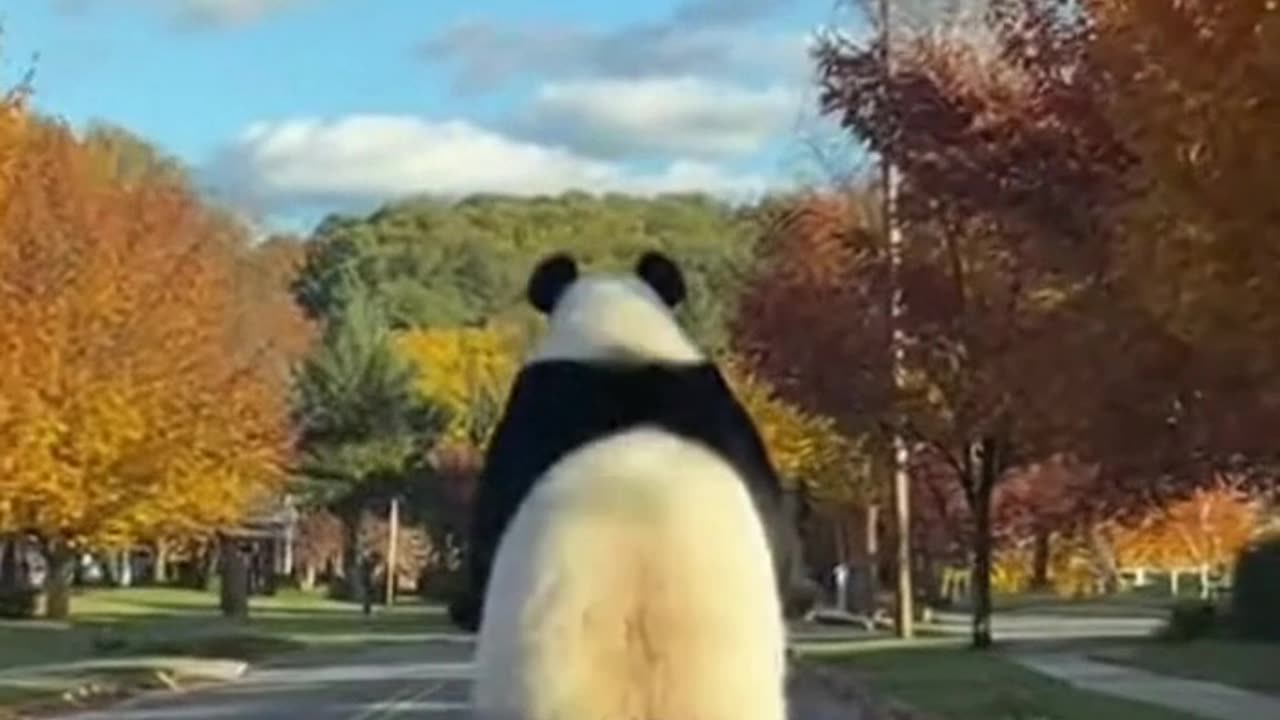 A Panda Just Took Over My Morning Commute 🐼🚲