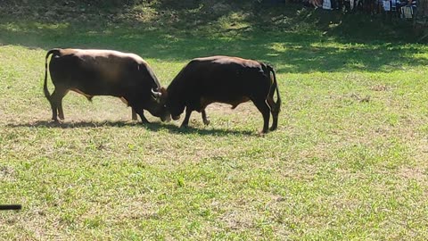 Gareša od Avdibašića vs Cvijan od Džemil Smaka Kakanj 2025