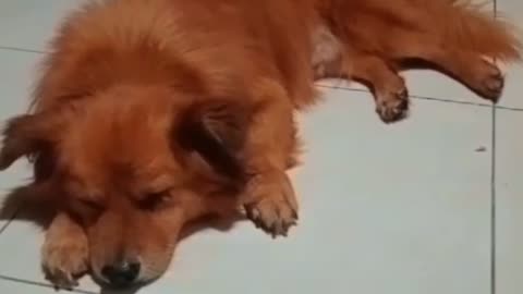 “Lazy Dog’s Night Struggles 😂 | When All You Want Is Sleep But Humans Won’t Stop Filming!”