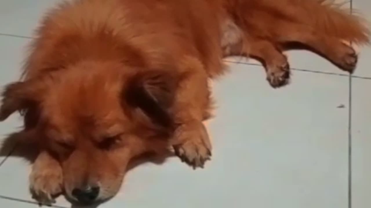 “Lazy Dog’s Night Struggles 😂 | When All You Want Is Sleep But Humans Won’t Stop Filming!”