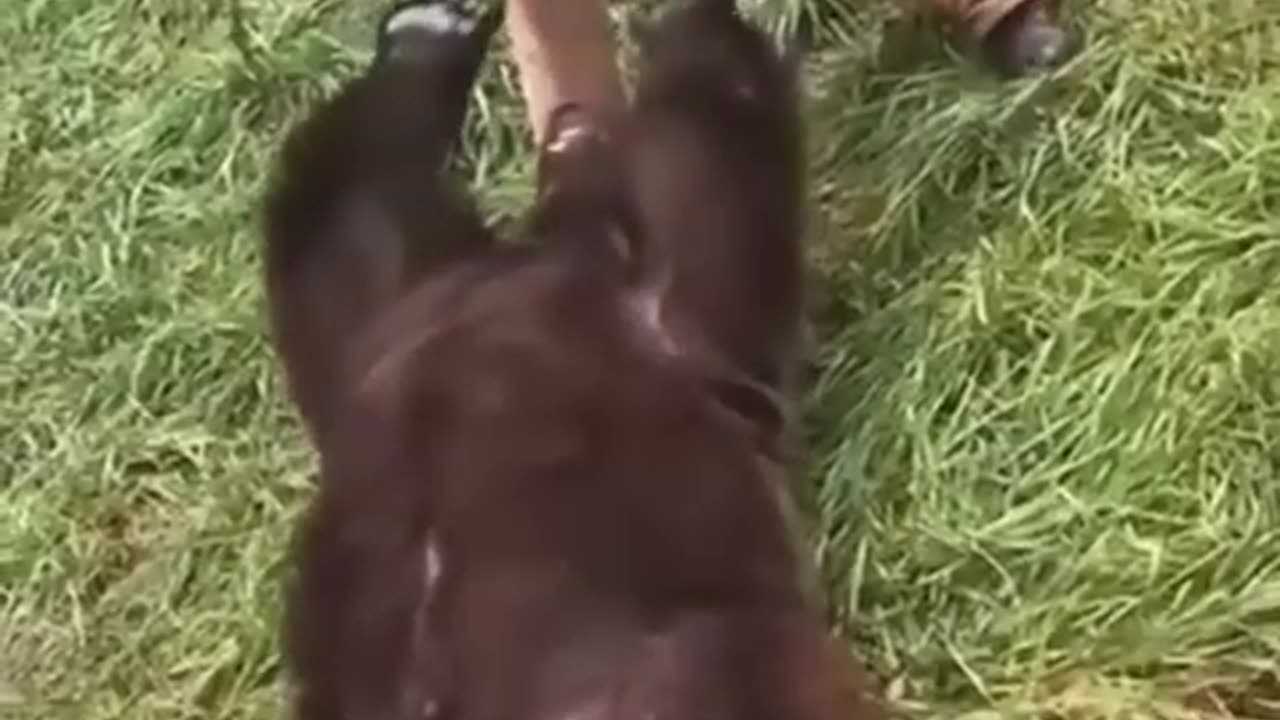 This family rescued the injured bear