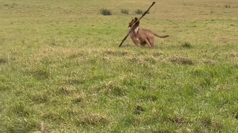 Romping Dog Has Solo Stick Scuffle