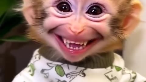 the cute monkey smile wow like a cute baby