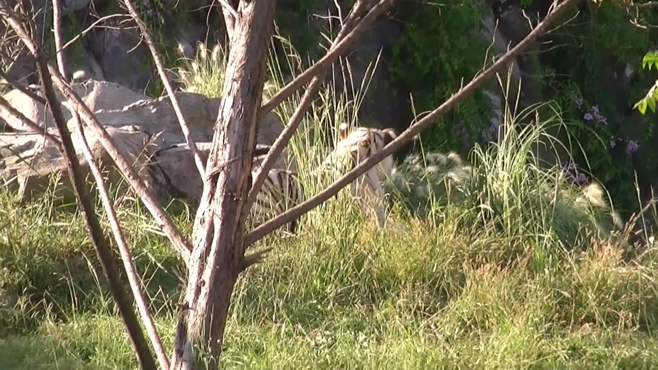 Temaikén l. (Escobar, Argentina, subtitulos en Espanol)