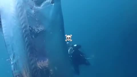 🤯✨ Discover Deep-Sea Creatures You Never Knew Existed! | FeedMyCuriosity