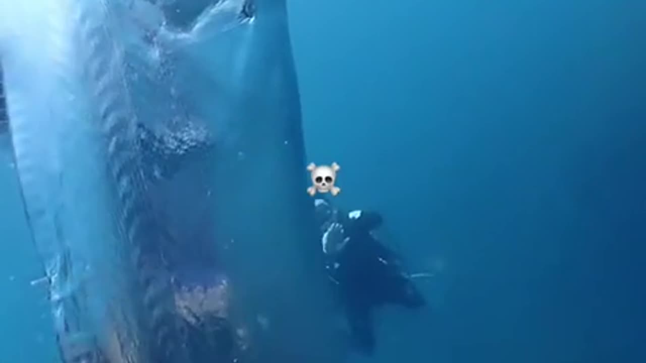 🤯✨ Discover Deep-Sea Creatures You Never Knew Existed! | FeedMyCuriosity