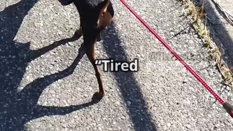 🎬 Episode 7: “Loose Leash Walking – The Game Changer”