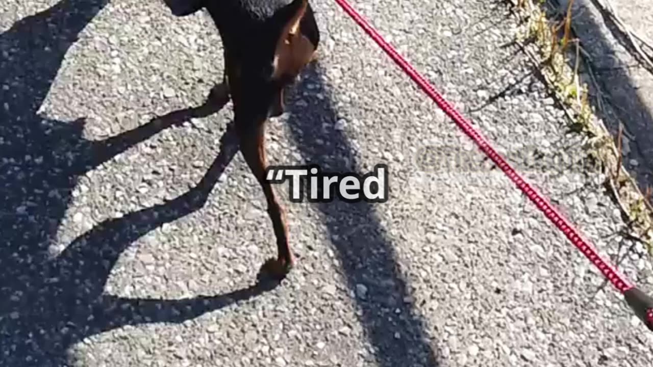 🎬 Episode 7: “Loose Leash Walking – The Game Changer”