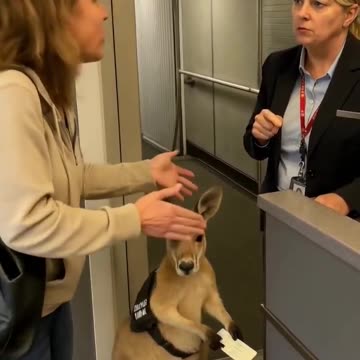 they stopped this kangaroo from boarding a plane