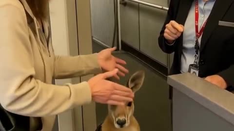 they stopped this kangaroo from boarding a plane