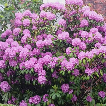 Hydrangea tree