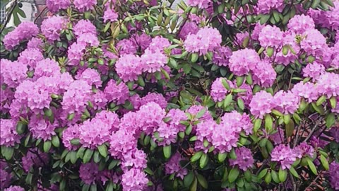 Hydrangea tree