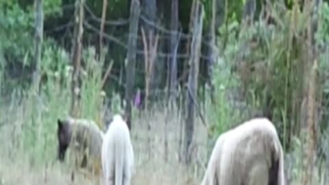 sheep