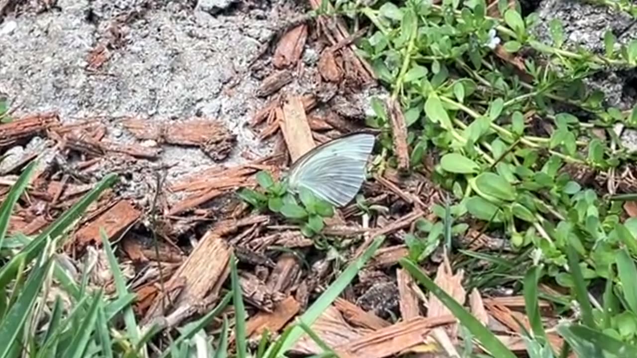 Great Southern White Butterfly
