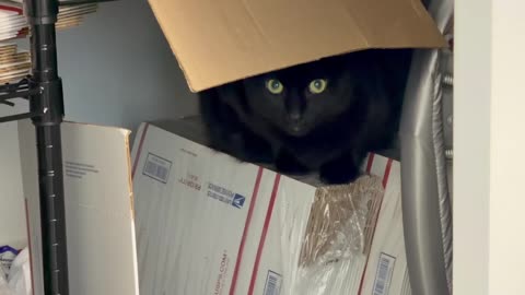Cute Precious Piper Spends Time in the Supply Closet - My Adopted Shelter Cat Vlog