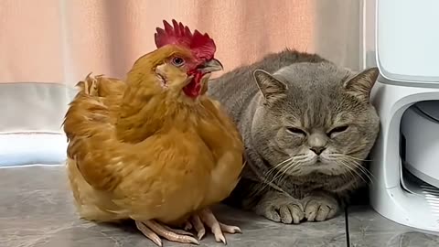 fighting pet funny videos