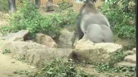Funny 🤣😂 video of chimpanzee