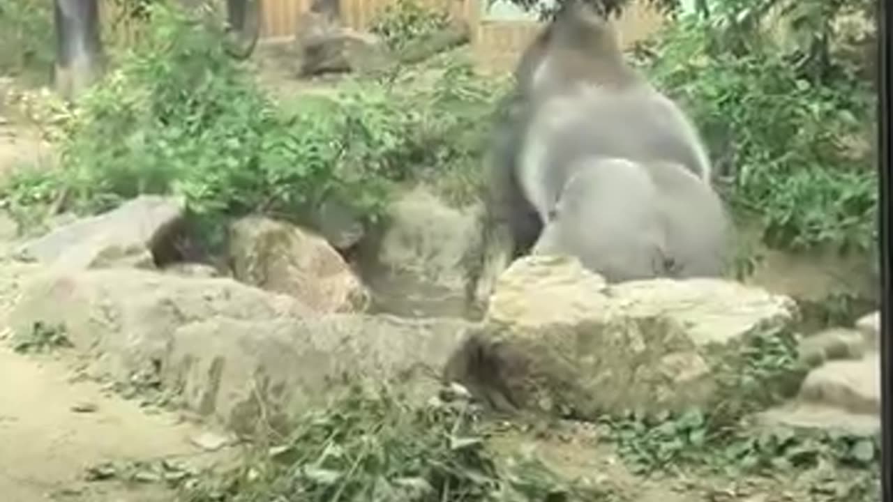 Funny 🤣😂 video of chimpanzee