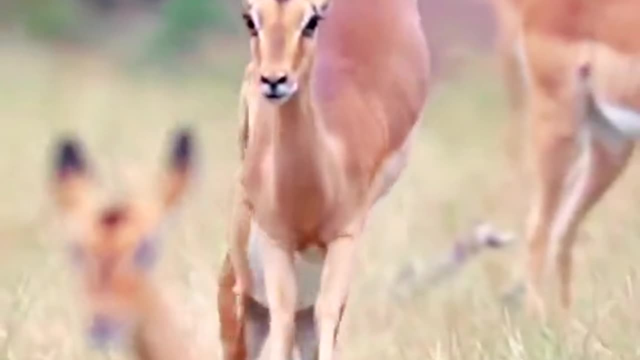 Beautiful animal videos