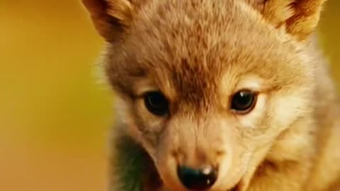 The cutest little animals #cuteanimals