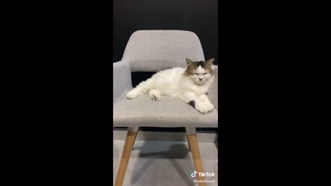 🤣 Cats & Dogs Losing It — Funniest Pet Fails Compilation!